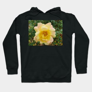 Pastel yellow and pink rose Hoodie